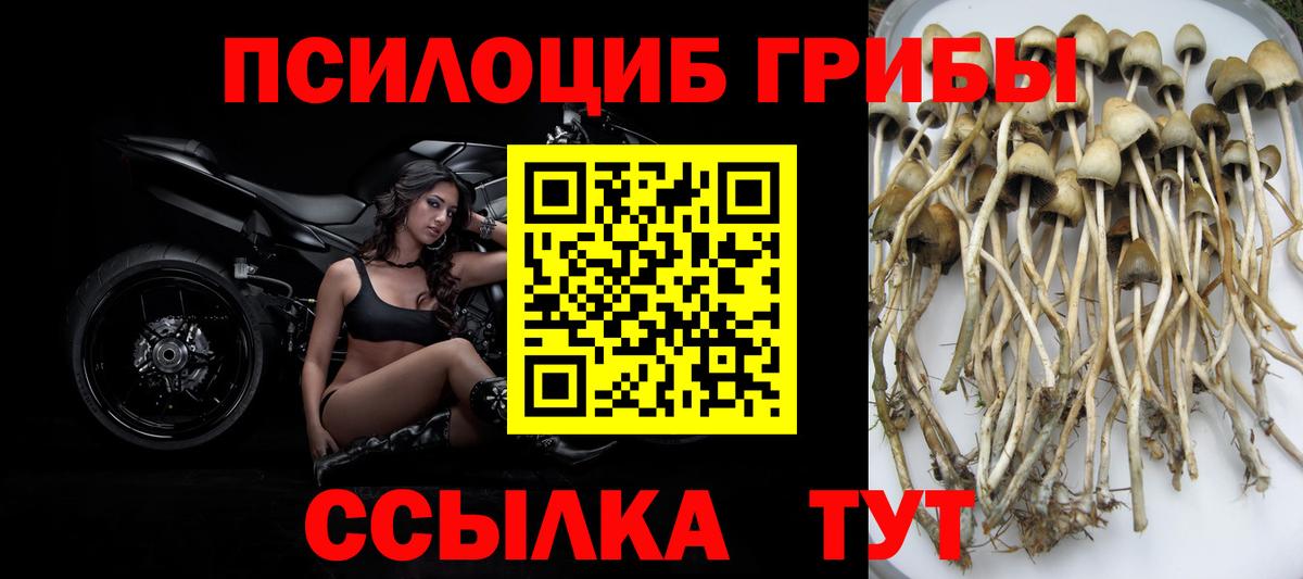 Галлюциногенные грибы Psilocybine cubensis Тихорецк